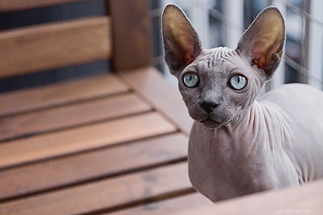 17 Cat Breeds Known for Their Vocal Nature – Talkative Cats You’ll Love