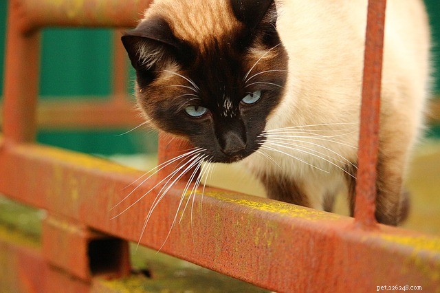 New Study Reveals Cats Prioritize Human Interaction Over Food: A Fresh Look at Feline Motivation