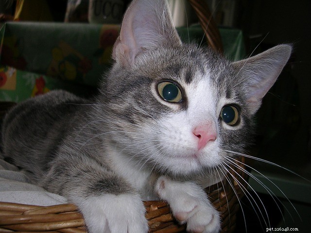 New Study Reveals Cats Prioritize Human Interaction Over Food: A Fresh Look at Feline Motivation