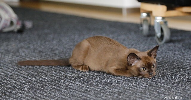 17 Cat Breeds Known for Their Vocal Nature – Talkative Cats You’ll Love