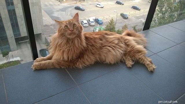 17 Cat Breeds Known for Their Vocal Nature – Talkative Cats You’ll Love