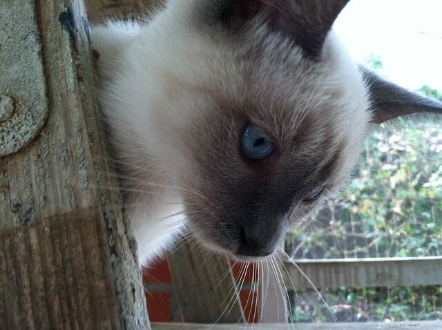 17 Cat Breeds Known for Their Vocal Nature – Talkative Cats You’ll Love