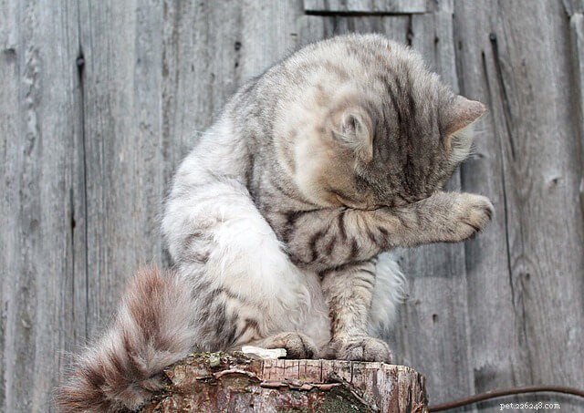 Understanding Why Cats Love Head Scratches: A Veterinary Insight