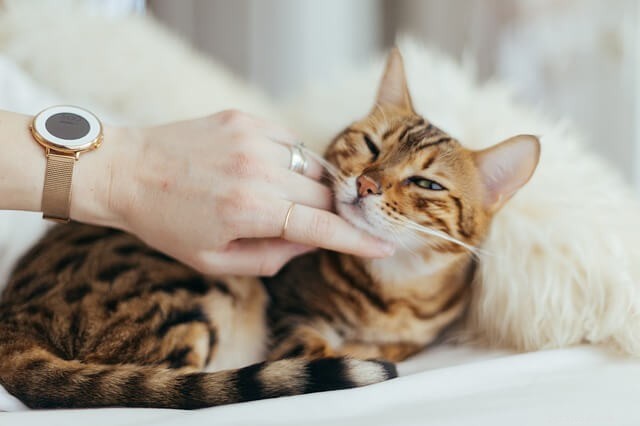 Understanding Why Cats Love Head Scratches: A Veterinary Insight