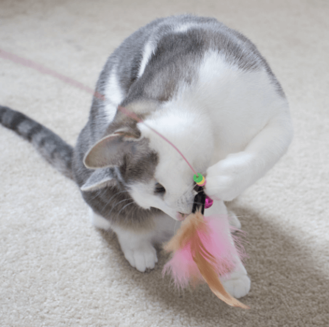 5 Essential Items Every Cat Owner Needs for a Happy, Healthy Feline