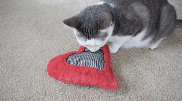 Managing Your Cat s Separation Anxiety: Practical Tips for Safe, Stress-Free Days