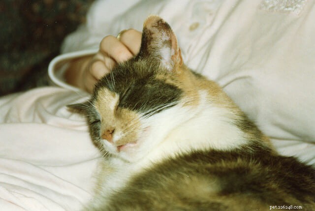 Understanding Why Cats Love Head Scratches: A Veterinary Insight