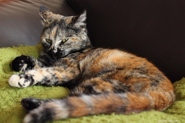 Managing Your Cat s Separation Anxiety: Practical Tips for Safe, Stress-Free Days