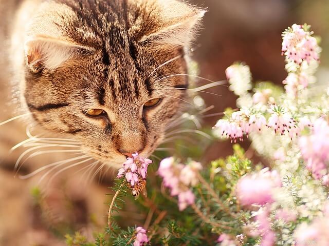 Soothing Aromas: Calming Your Anxious Cat with Scent