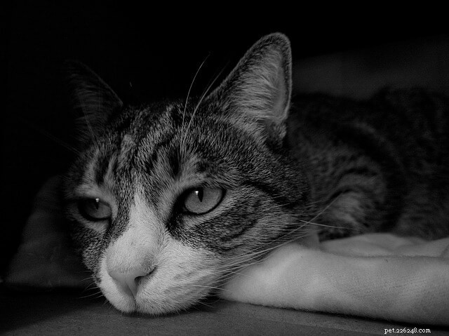 5 Clear Signs Your Cat Is Bored—and How to Keep Them Engaged
