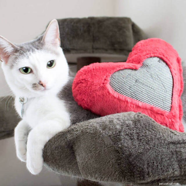 5 Clear Signs Your Cat Is Bored—and How to Keep Them Engaged