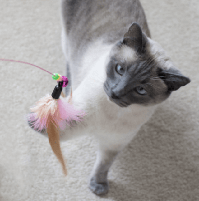 5 Clear Signs Your Cat Is Bored—and How to Keep Them Engaged