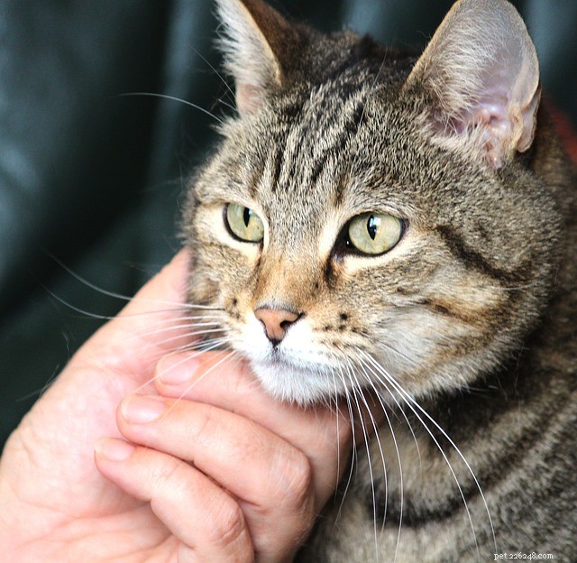Why Do Kittens Seem Friendlier Than Adult Cats?