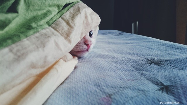 Why Do Kittens Seem Friendlier Than Adult Cats?