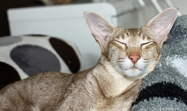 The True Reasons Behind a Cat’s Purr: Beyond Joy