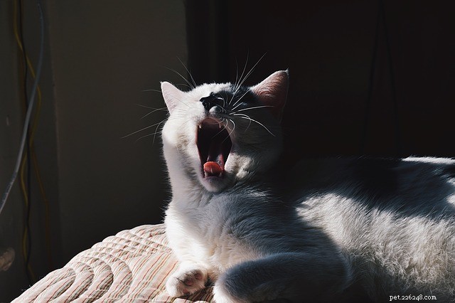 5 Reasons Your Cat Feels Grumpy – How to Understand and Calm Them