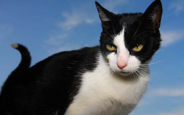 5 Reasons Your Cat Feels Grumpy – How to Understand and Calm Them