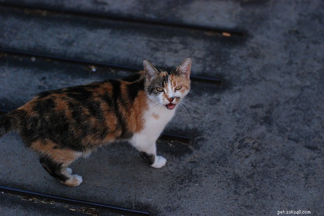 5 Reasons Your Cat Feels Grumpy – How to Understand and Calm Them