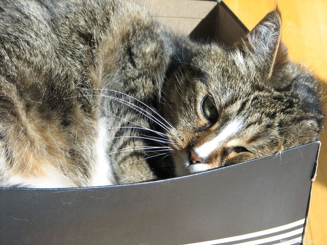 What Your Cat’s Sleeping Posture Reveals About Their Mind