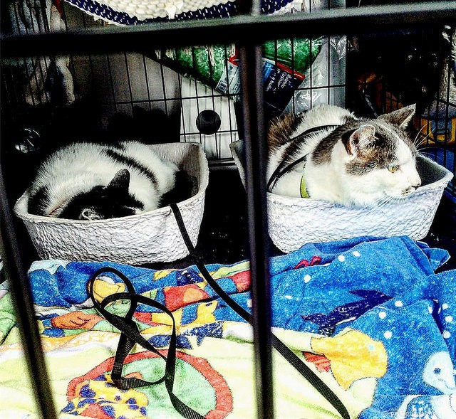 Why Cats Sleep in Their Litter Boxes and When It Signals a Problem