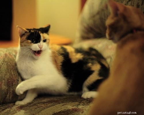 Why Cats Sleep in Their Litter Boxes and When It Signals a Problem