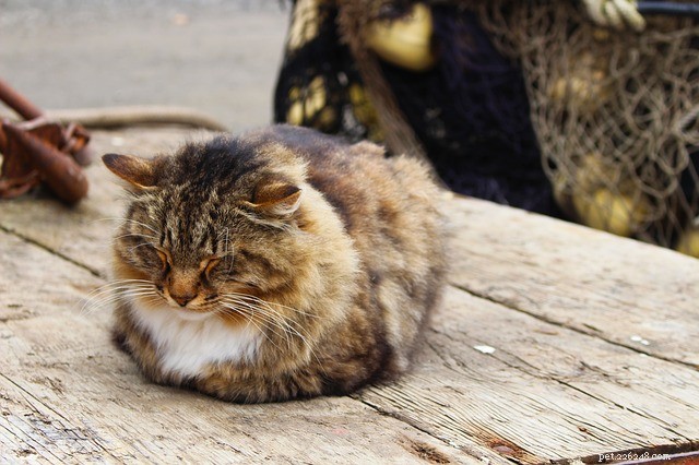 What Your Cat’s Sleeping Posture Reveals About Their Mind