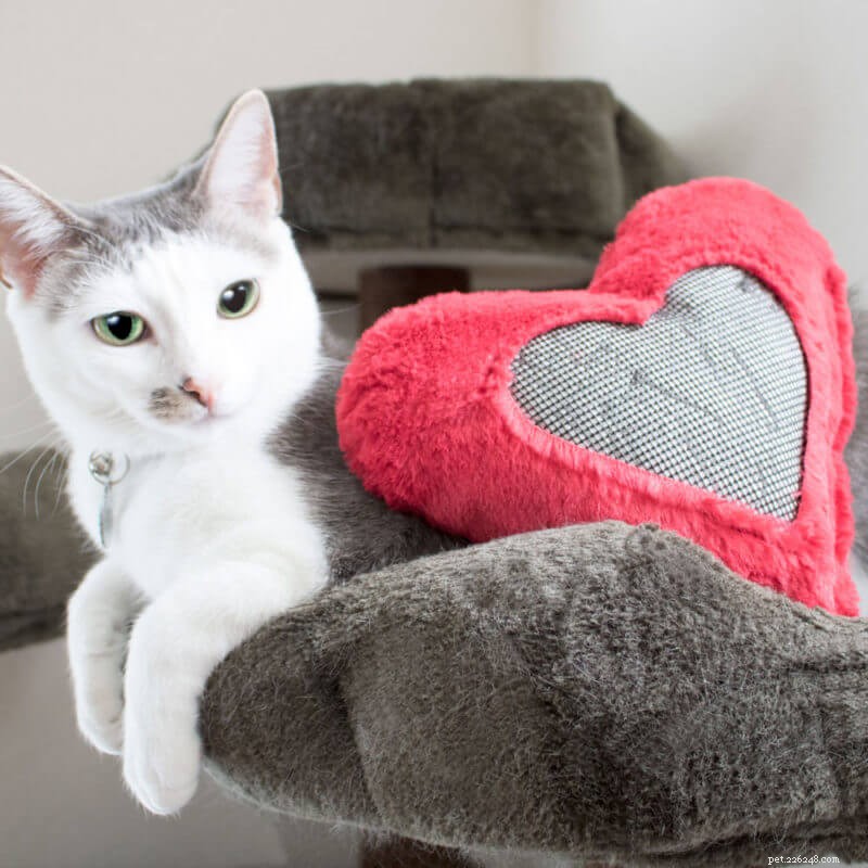 5 Proven Natural Ways to Calm Your Cat
