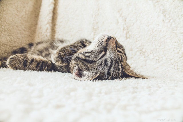 What Your Cat’s Sleeping Posture Reveals About Their Mind