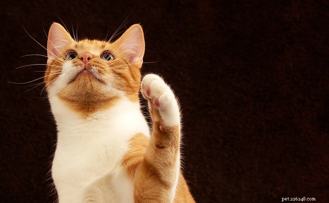 6 Proven Ways to Keep Your Cat Mentally Stimulated
