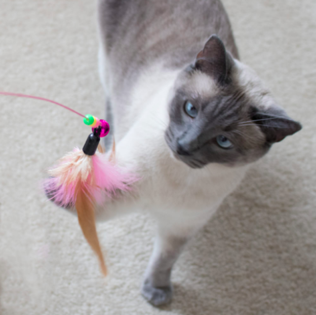 6 Proven Ways to Keep Your Cat Mentally Stimulated