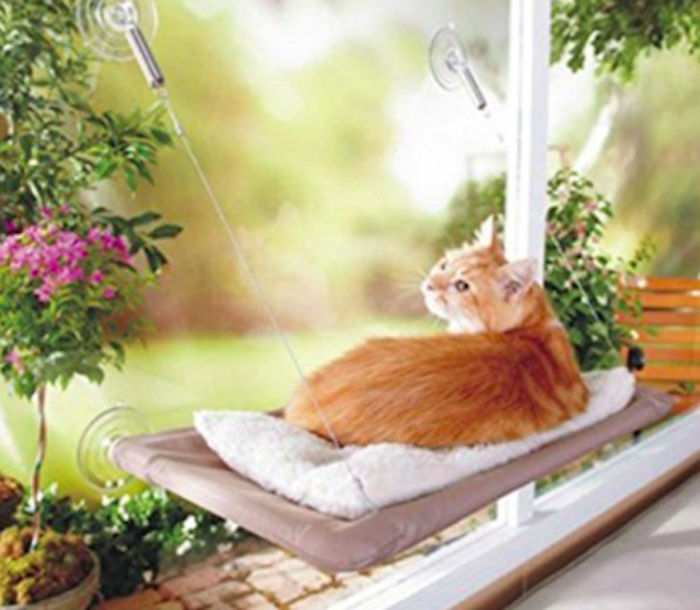 6 Proven Ways to Keep Your Cat Mentally Stimulated