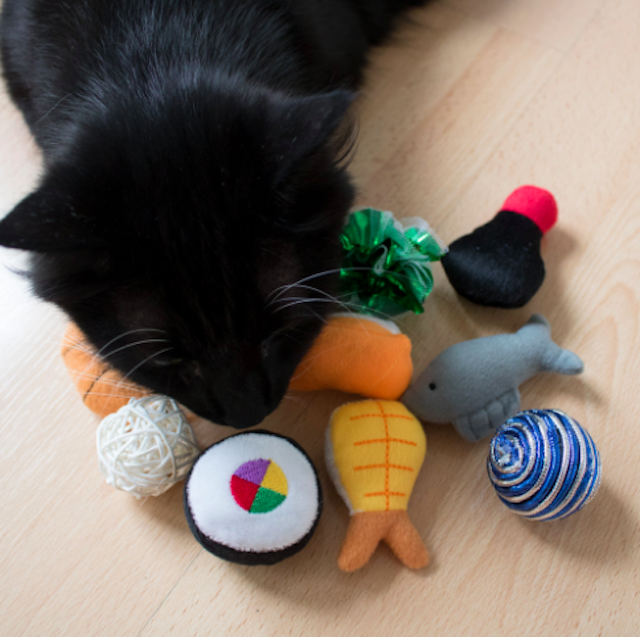 6 Proven Ways to Keep Your Cat Mentally Stimulated
