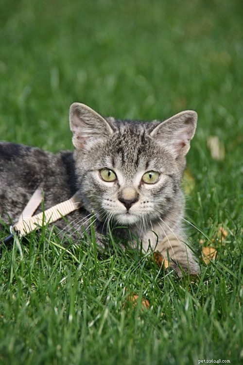6 Proven Ways to Keep Your Cat Mentally Stimulated