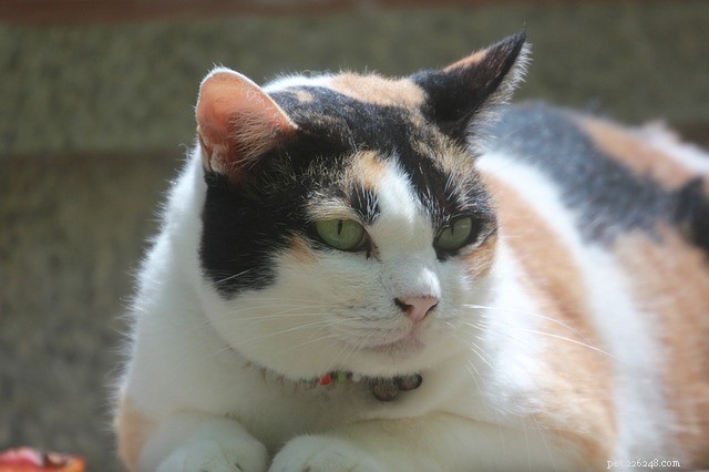 Why Cats Avoid Their Litter Box: 10 Common Causes & Proven Solutions