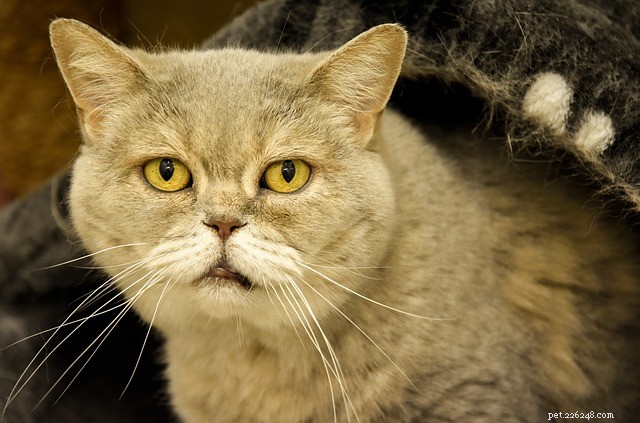 Why Cats Avoid Their Litter Box: 10 Common Causes & Proven Solutions