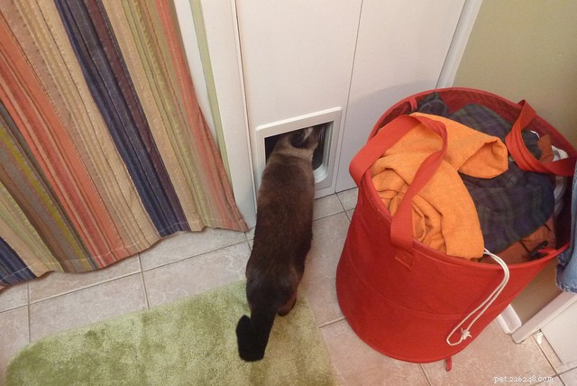 Why Cats Avoid Their Litter Box: 10 Common Causes & Proven Solutions