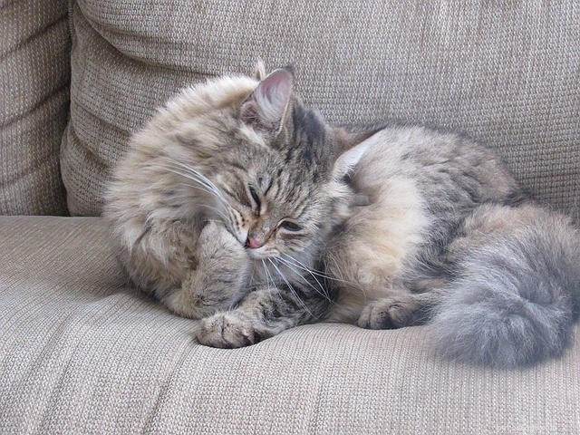 Is Your Cat Over-Grooming? Signs, Causes, and How to Stop It