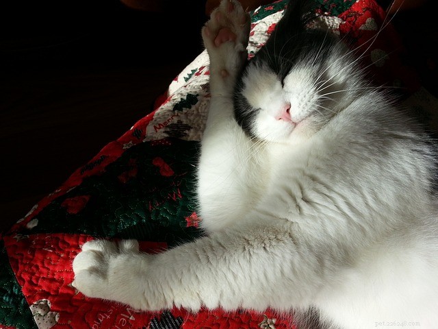 Is Your Cat Over-Grooming? Signs, Causes, and How to Stop It