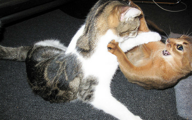 Understanding Why Cats in the Same Home May Clash: 4 Key Causes