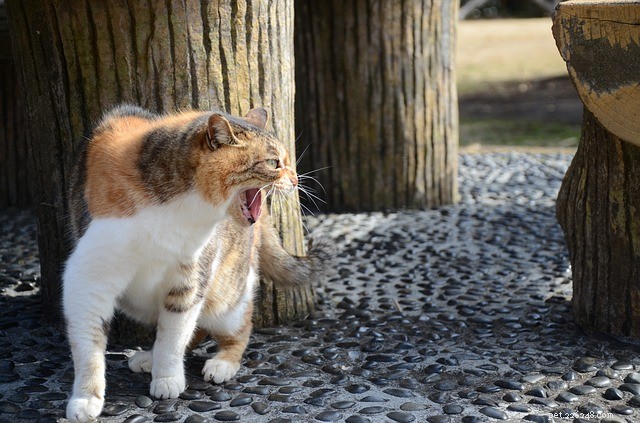 Understanding Why Cats in the Same Home May Clash: 4 Key Causes