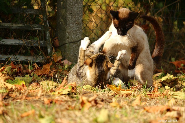 Understanding Why Cats in the Same Home May Clash: 4 Key Causes