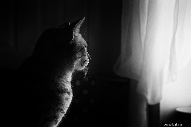 Winter Solstice: What It Means for Your Pet’s Health and Well‑Being