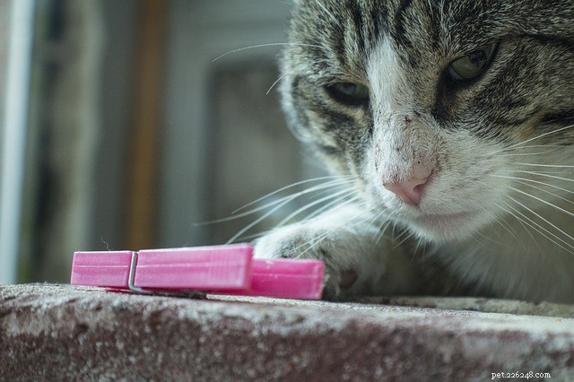 Why Cats Keep Knocking Things Over: Instincts Explained