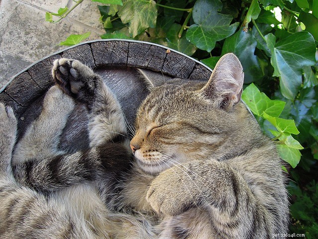 Why Cats Sleep So Much: The Dawn and Dusk Activity Mystery