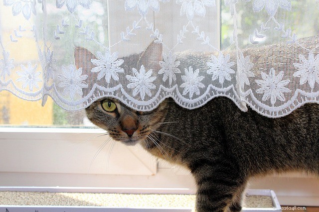 Why Some Cats Prefer Certain Humans—and Others Don t