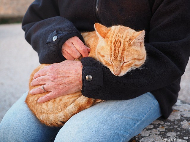 Why Some Cats Prefer Certain Humans—and Others Don t