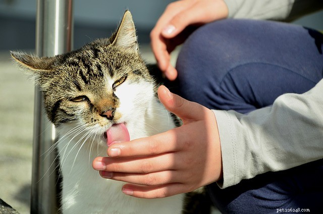 5 Surprising Reasons Your Cat Keeps Licking You (And What It Means)