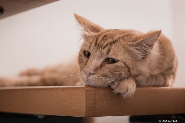 Why Some Cats Prefer Certain Humans—and Others Don t