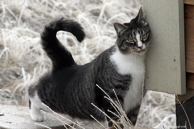 New Study Reveals Your Cat Is Closer Than You Think