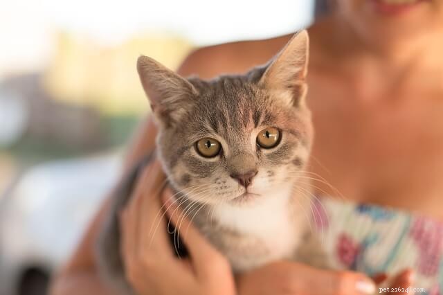 New Study Reveals Your Cat Is Closer Than You Think